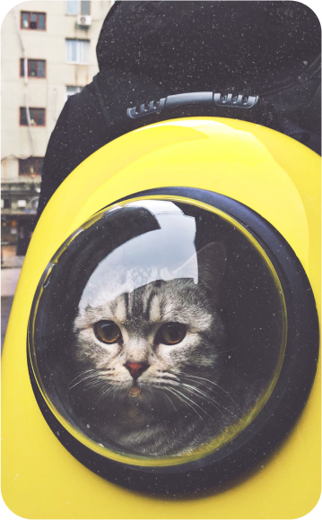 Cat in backpack